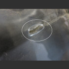 Mercedes C W203 S203 Radhausschale vorne rechts hinten A2038841122 (205